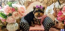 yorkshire terrier puppy posted by BeautifulPuppies