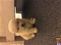 chow chow puppy posted by Beautifuljuliaa