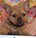 norwich terrier puppy posted by Belquest