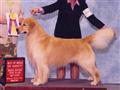 AKC Champion Golden Retriever Studs available Golden Retriever puppy located in MOUNT AIRY