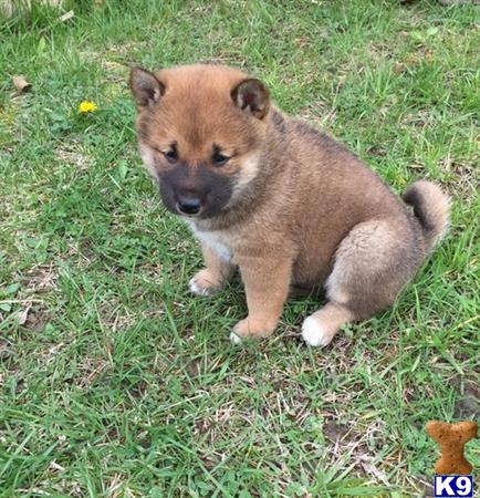 shiba inu bens