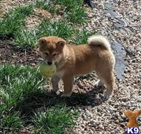 shiba inu puppy posted by Bens