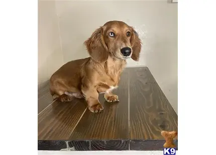 Bentley  available Dachshund puppy located in SALINAS