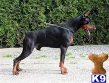 doberman pinscher puppy posted by Bestanera