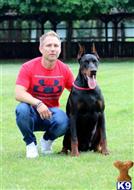 doberman pinscher puppy posted by Bestanera