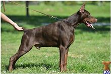 Doberman Pinscher