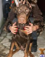 doberman pinscher puppy posted by Bestanera