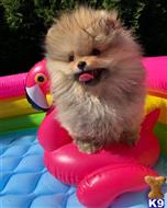 pomeranian puppy posted by Bestiepuppies