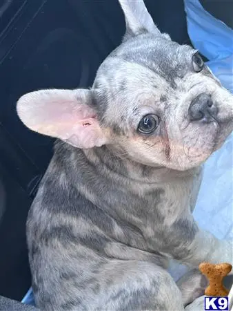French Bulldog puppy for sale