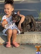 french bulldog puppy posted by Bestsidebulldogs