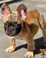 french bulldog puppy posted by Bestsidebulldogs