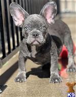 french bulldog puppy posted by Bestsidebulldogs