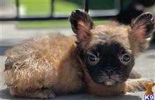 french bulldog puppy posted by Bestsidebulldogs