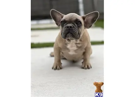 Coco available French Bulldog puppy located in SACRAMENTO