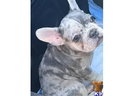 Stitch available French Bulldog puppy located in SACRAMENTO