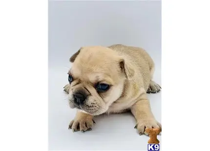 fluffies available French Bulldog puppy located in SACRAMENTO