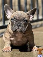 french bulldog puppy posted by Bestsidebulldogs