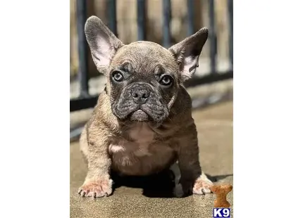 French Bulldog