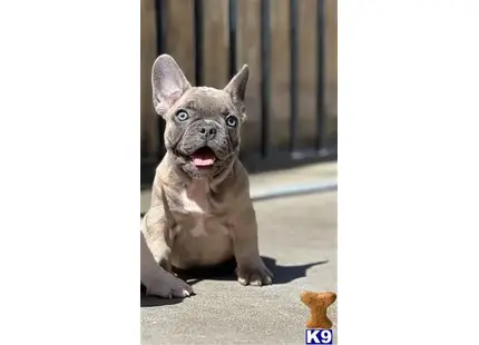 French Bulldog