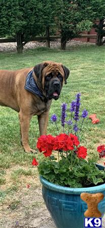 Mastiff stud dog