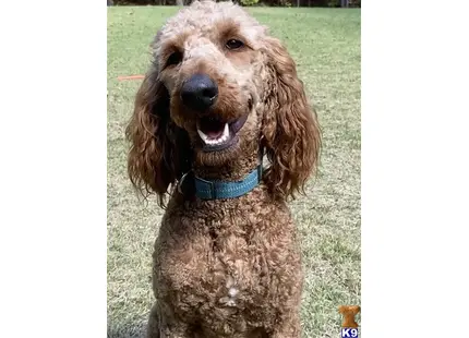 Oliver available Poodle puppy located in ROME