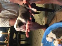 old english bulldog puppy posted by Betzy