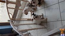old english bulldog puppy posted by Betzy