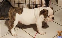 old english bulldog puppy posted by Betzy