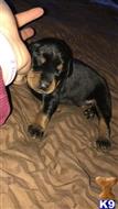 doberman pinscher puppy posted by Beyerdobies