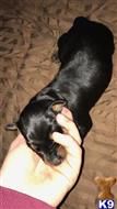 doberman pinscher puppy posted by Beyerdobies