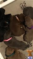 doberman pinscher puppy posted by Beyerdobies