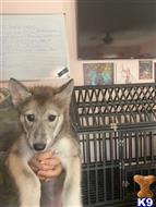 wolf dog puppy posted by Beyonce53