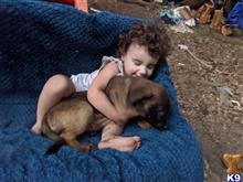 mixed breed puppy posted by Biamorton