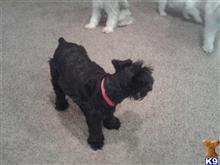 miniature schnauzer puppy posted by Biano
