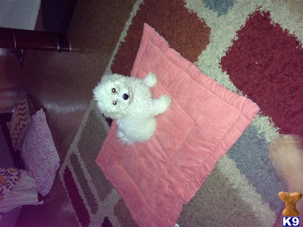 bichon frise puppy posted by Bichon64