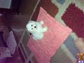bichon frise puppy posted by Bichon64