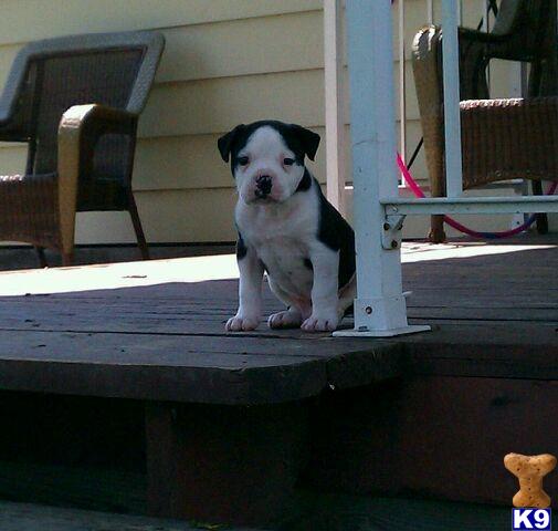 american bulldog puppies for sale in michigan american bulldog puppy for sale american bulldog puppies in michigan 4 years american bulldog puppies for sale in michigan american bulldog puppy for sale american bulldog puppies in michigan 4 years