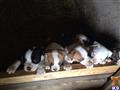 american bulldog puppy posted by Bigbadbully