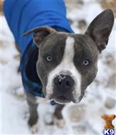 Mack available American Bulldog puppy located in DULUTH