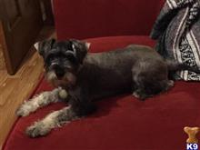 Winston available Miniature Schnauzer puppy located in MOYOCK