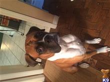 Boxer