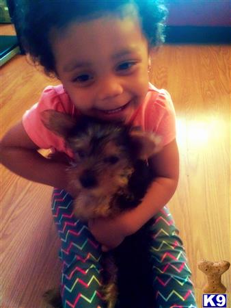 yorkshire terrier puppy posted by Bkambkamlo0cc