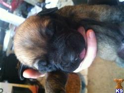 mastiff puppy posted by Bkfox