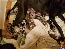 great dane puppy posted by Blake77
