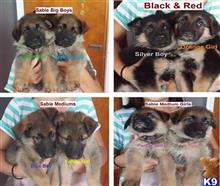 german shepherd puppy posted by BlauenWiese
