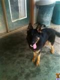 german shepherd puppy posted by BleuHaus