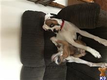 Boxer