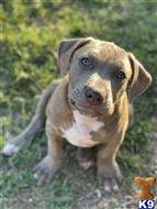 american bully puppy posted by BluBully1