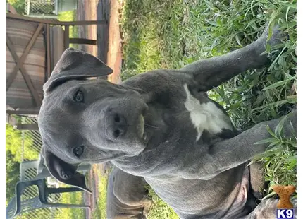 American Bully