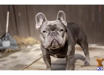 French Bulldog